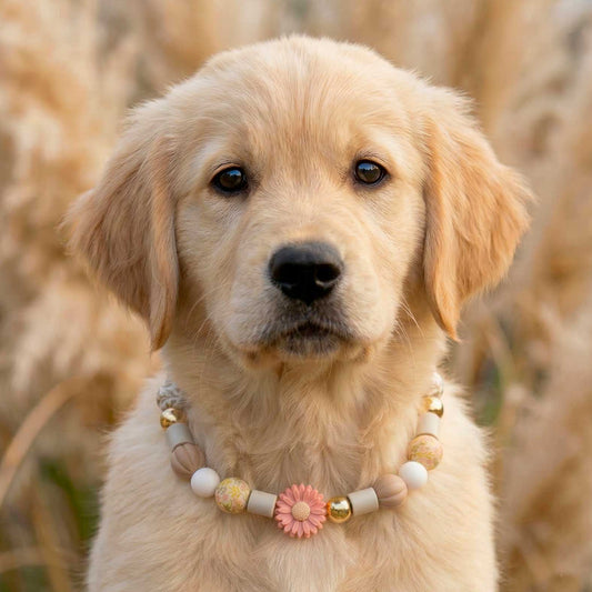 Collier antiparasite naturel pour chien Camélia