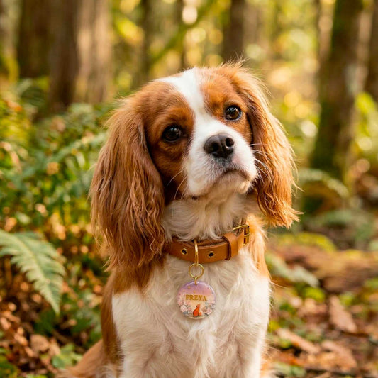 médaille chien renard recto verso avec option numéro de téléphone