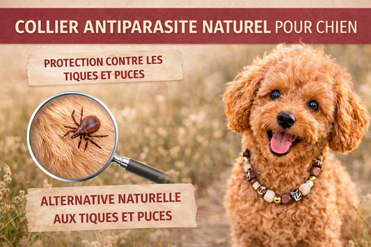 Collier antiparasite naturel pour chien : comment choisir un modèle à perles céramiques EM sur mesure ?