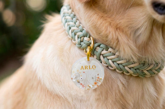 Faut-il mettre son numéro de téléphone sur la médaille de son chien ?