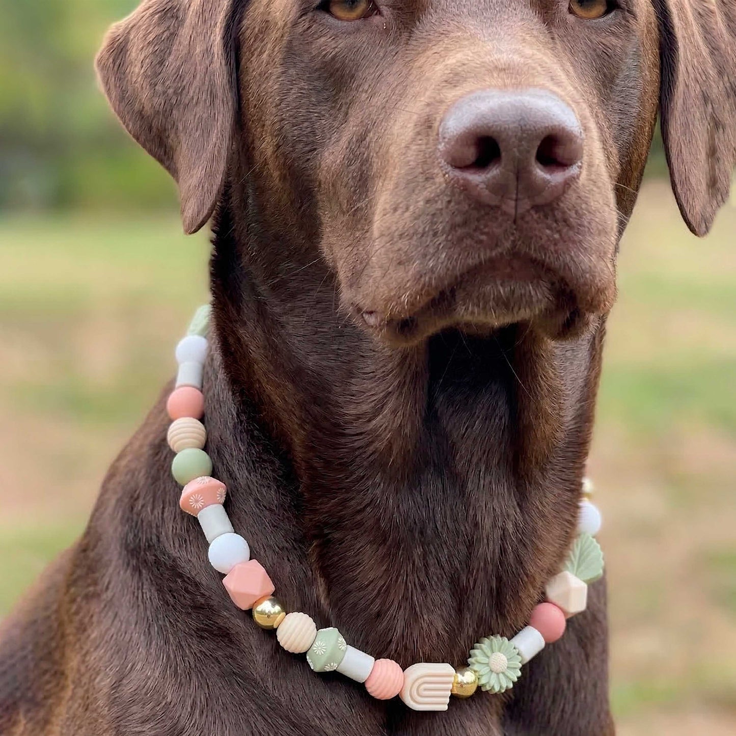 Collier antiparasite naturel pour chien Rosée