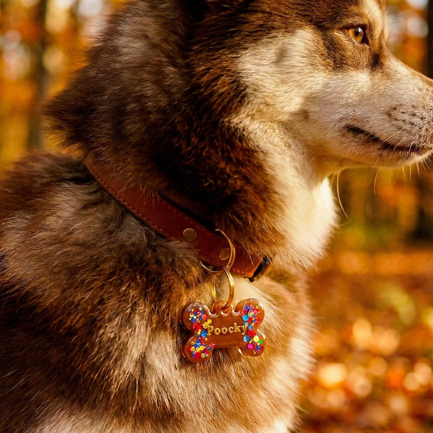 Médaille chien personnalisée Cacao Confetti, Os pailleté