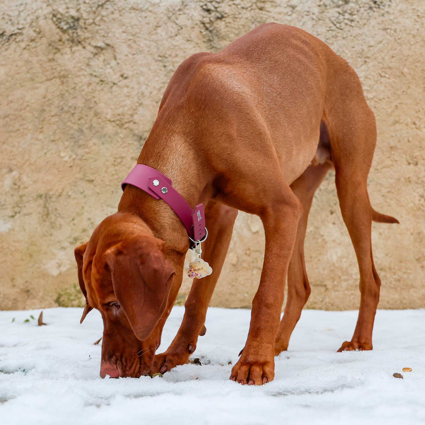 Médaille chien personnalisée – Nuage “Rêve d’Éclat”