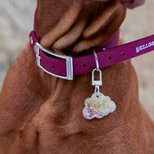 Médaille chien personnalisée – Nuage “Rêve d’Éclat”