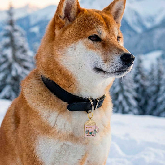 Médaille chien personnalisée Shiba “Chocolat des Neiges”