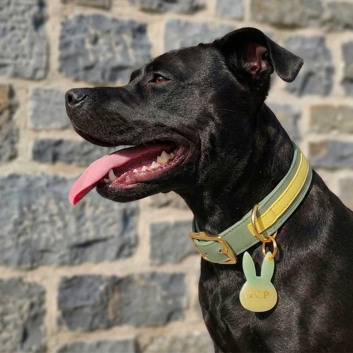 Médaille chien personnalisée Lapin Sorbet - Dégradé vert & citron | Noméa Création