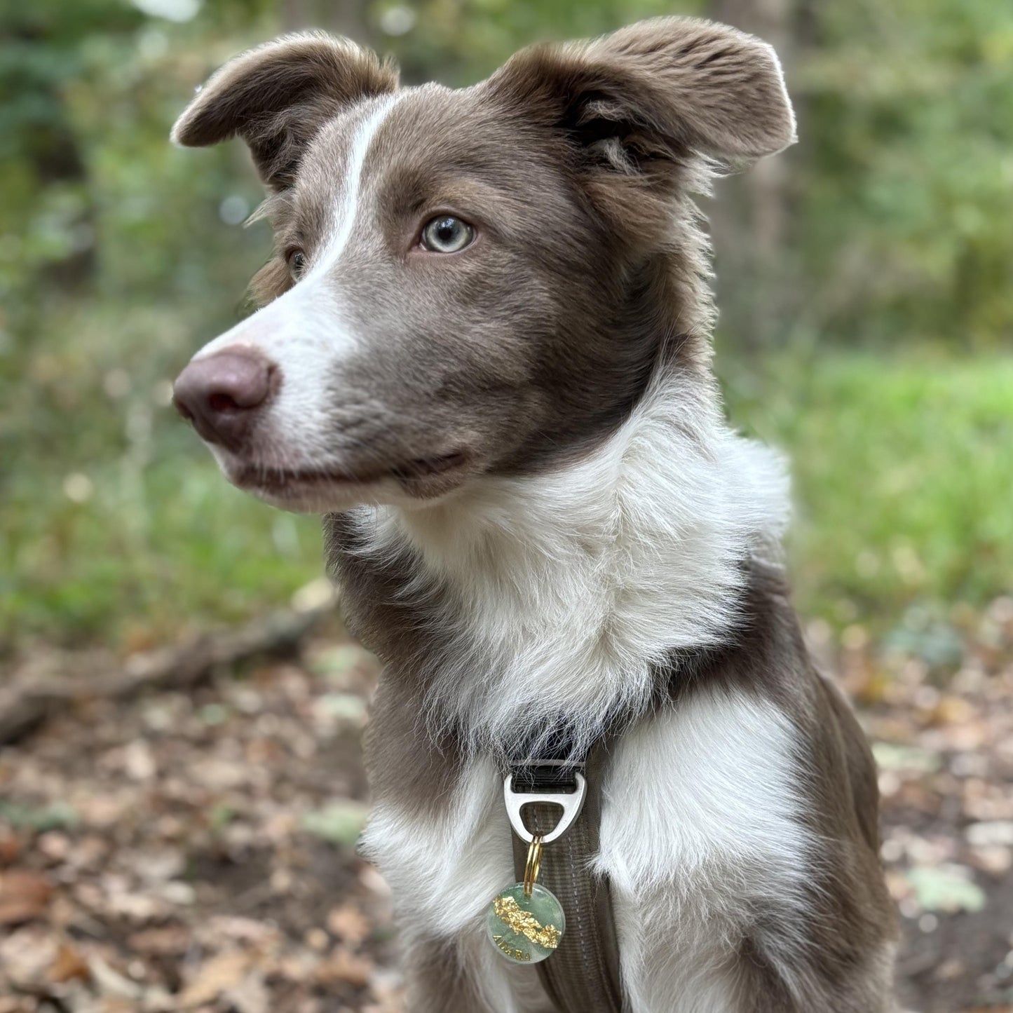 Médaille chien personnalisée en résine – Ronde Marbre Vert & Or