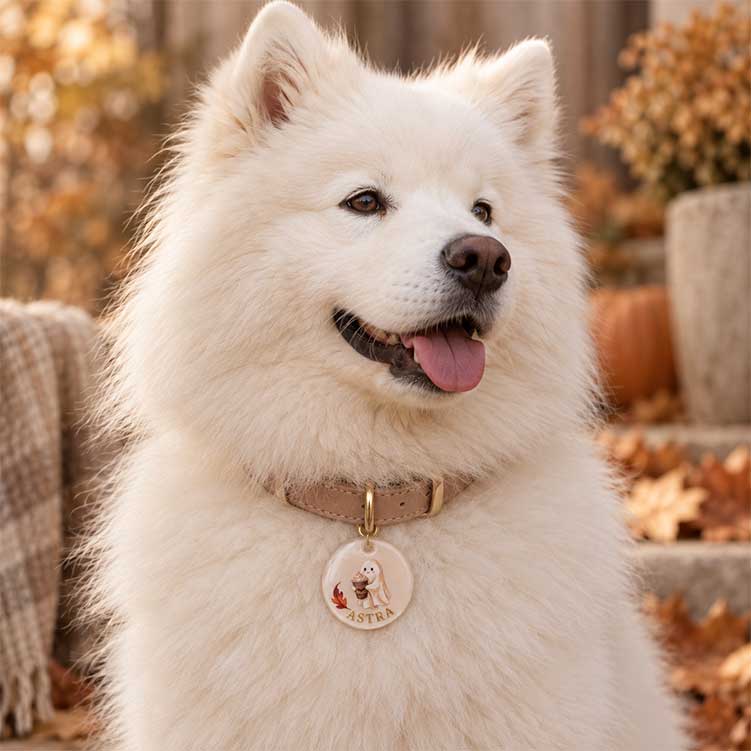 Samoyède portant la médaille pour chien personnalisée Pause d’Automne avec prénom Astra